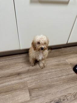Maltipoo pejsek - 2
