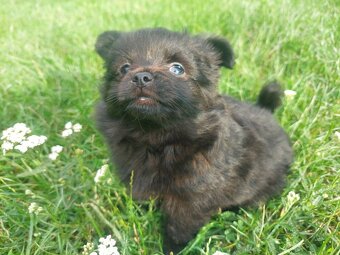 Pomeranian - 2