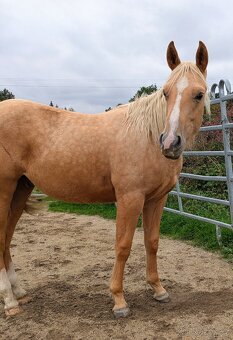 Quarter horse valach - 2