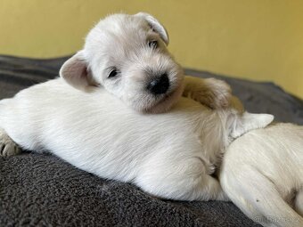 Knírač malý bílý s PP - 2