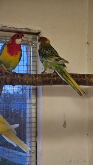 Rosela přírodní straka/modrá, zlatá? - 2