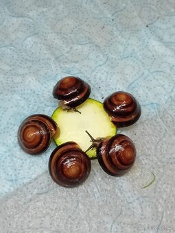 Africký šnek caracolus Salomon Cuba střílet - 2