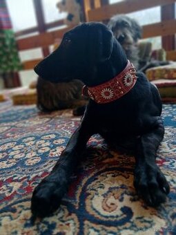 ŠTĚŇÁTKO, ŠTĚŇÁTKA, ŠTĚŇATA, ŠTĚŇE K ODBĚRU - 2