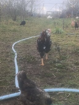 Prodám kohouta Orlovky - 2