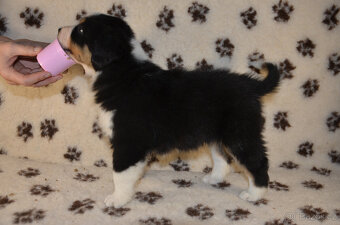 Australský ovčák s PP Daya - 2