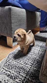 Prodám štěňata shar-pei bez pp - 2