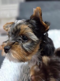 Jorkšírský teriér s PP - 2