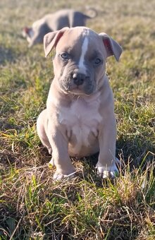 American Bully Standard - 2