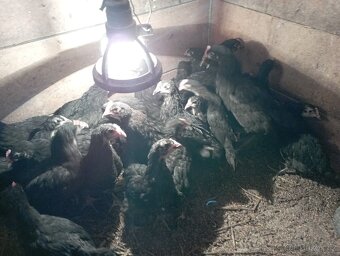 Nasadova vejce marans Brno - 2