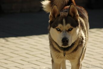 Sibiřský Husky na krytí - 2
