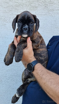 Štěňátka Německý boxer s PP - 2