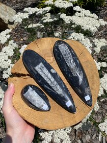 Minerály - Orthoceras (Maroko) - 2
