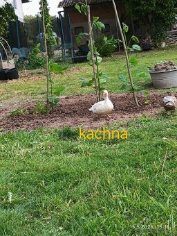 Kachna zakrslá - 2