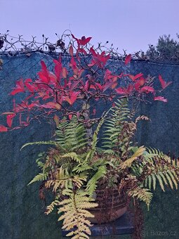 Bonsai Nyssa Sylvatica [Tupela lesní] - 2