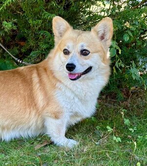 Welsh corgi pembroke - krytí - 2