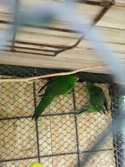 Kakariky - 2