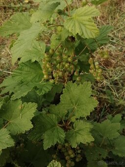 Pronájem zahrady - 2