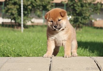 Shiba inu s PP - 2