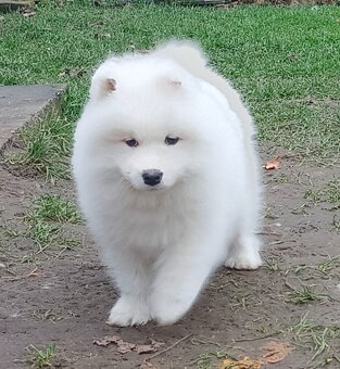 Štěňátka samojeda s PP - 2