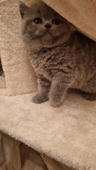 Britská koťata - 2