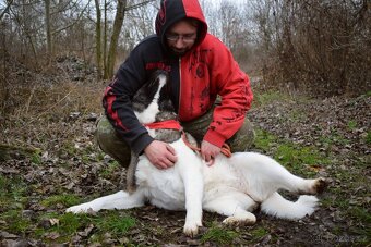 MACI K ADOPCI - přátelská, hravá, vděčná, vhodná k dětem - 2