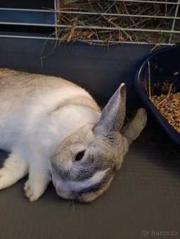Daruji králíka - 2