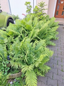 Prodám silné sazenice kapradiny pérovník pštrosí - 2