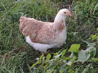 Zdrobnělé vyandotky a sasexky - 2