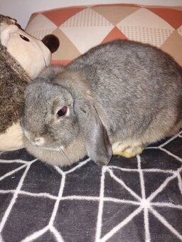 Daruji samičku zakrslého beránka - 2