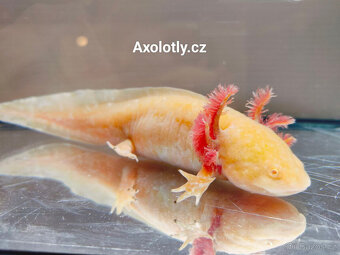 Na prodej Axolotl - Axolotly.cz - 2