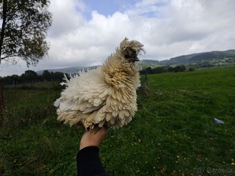 Hedvábničky EU,USA,Frizzle - 2