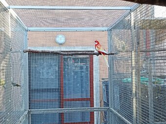 Rosela penant lutino - 2