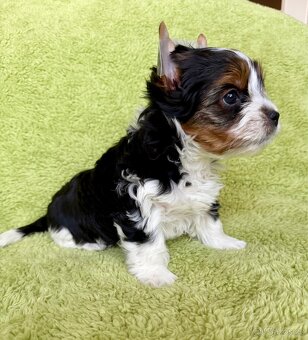 Biewer yorkshire terrier - 2