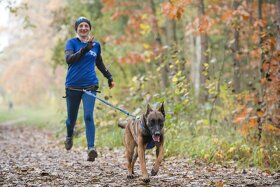 2 chovní psi belgický ovčák malinois ke krytí - 2