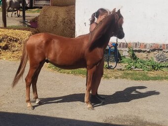letos dvouletý hřebeček Welsh pad-bred na prodej - 2