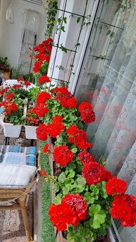 TRUHLÍKY S PELARGONIEMI ZONALE + voskovka zdarma - 2