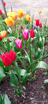 Cibulky tulipánů - směs barev - - viz text a foto - 2