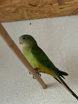 Papoušci nádherní – chovný pár na prodej 🦜❤️ - 2