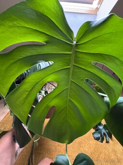 Monstera pokojovky - 2