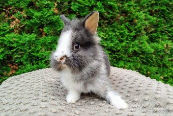 Zakrslý králík, králíček-(lvíček)-TIMMY - 2