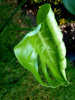 Monstera, Monstera Deliciosa, pokojové rostliny, pokojovky - 2