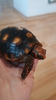 Želva Uhlířská - Geochelone carbonaria - 2