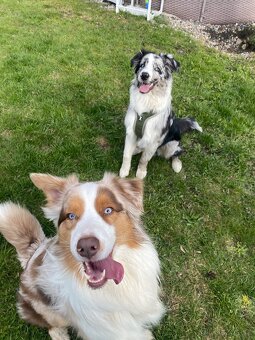 Australský ovčák ke krytí - 2