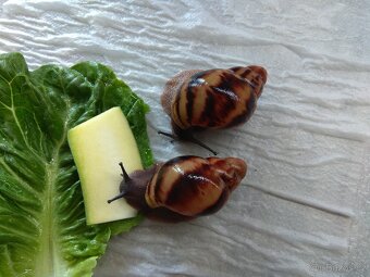 Africký šnek Archachatina Marginata Suturalis dark body - 2
