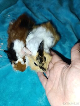 Rozetové morčátka samičky - 2