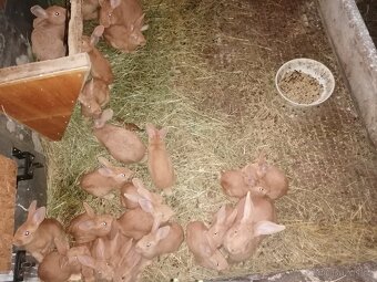 Domácí králíci - 2