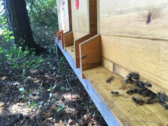 Med od včelaře - 2