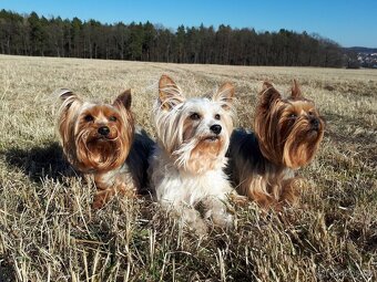 Jorkšírský teriér, Biewer yorkšírský teriér připuštění,krytí - 2