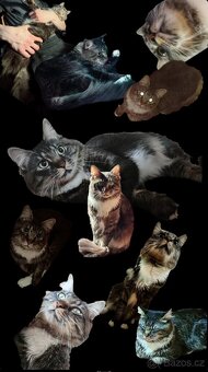 Dvou roční kocourek - 2