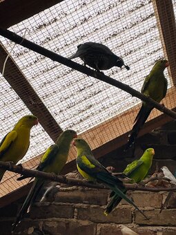 Papoušek horský - 2